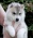 Siberian husky piekne szczenieta rodowod FCI